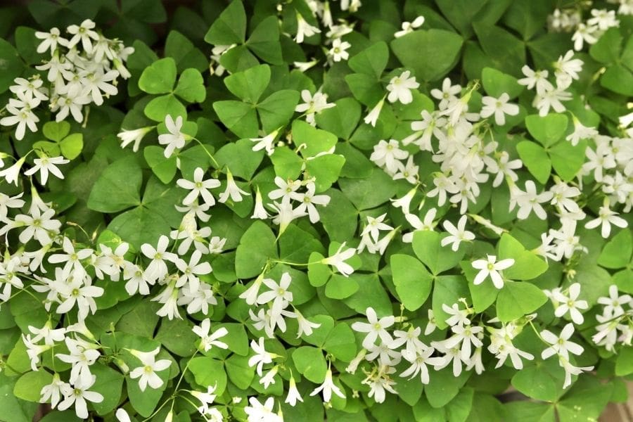 A close-up of a green three-leaf shamrock with small, white flowers growing in the wild.