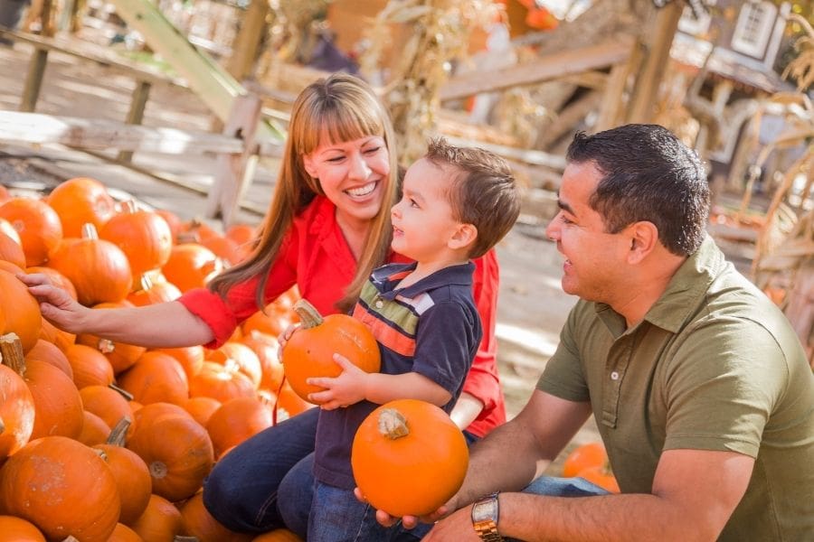 A family is picking pumpkins at a pumpkin patch.