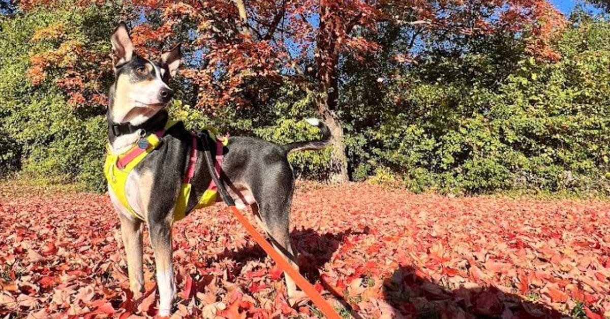 A dog on a leash on a sunny, autumn day in Ottawa, Canada. He relocated from India to Canada.