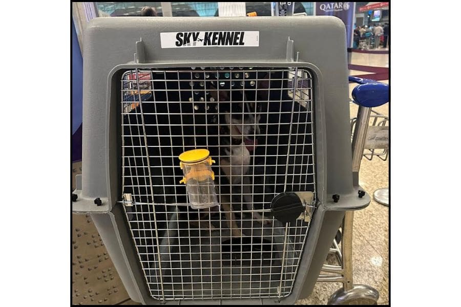 A dog is sitting in a crate that meets the International Air Transport Association (IATA) standards for air travel. When bringing your pet to Canada from India, you must meet all import requirements.