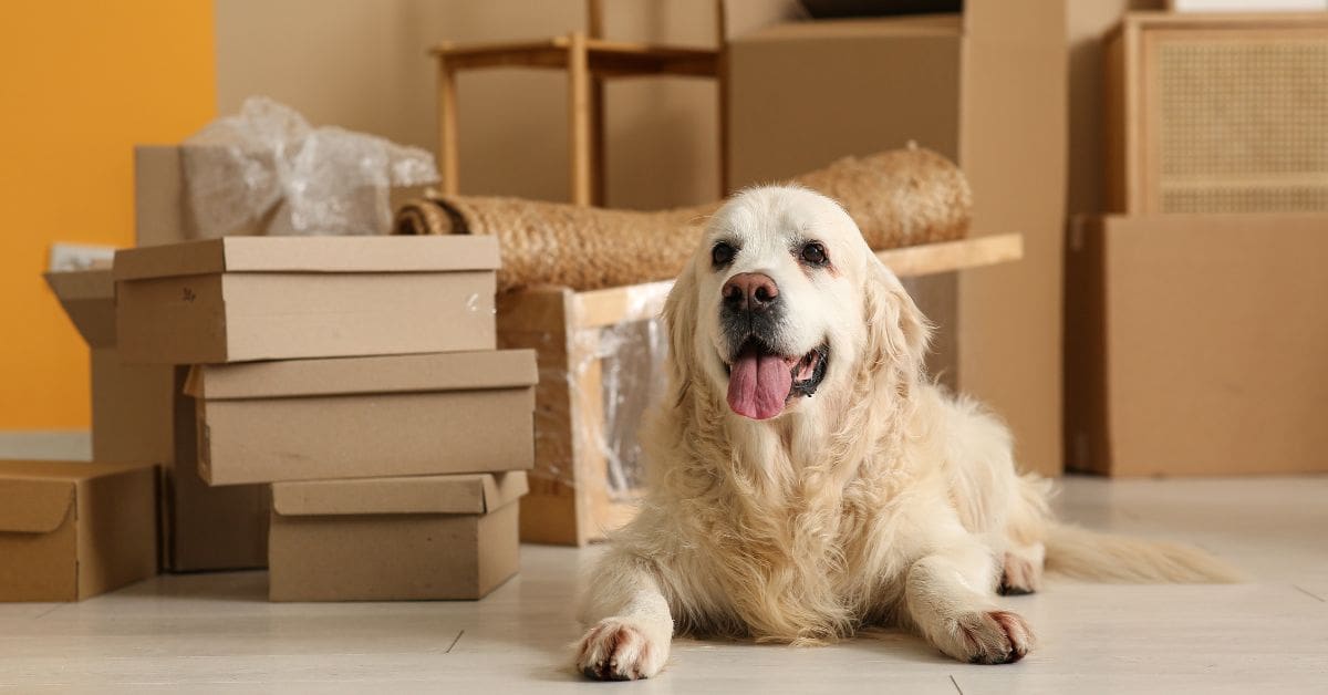 Labrador dog and boxes on moving day.