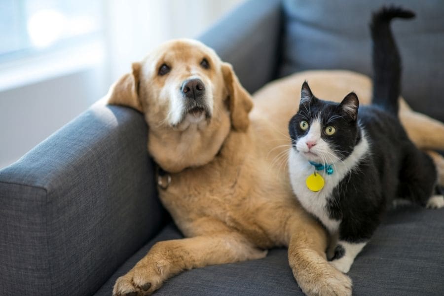 A golden retriever and a small cat are lying on the sofa in a pet-friendly rental apartment in Canada.
