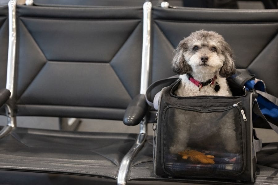 A small dog sitting in an airline travel carrier in a row of airport seats.