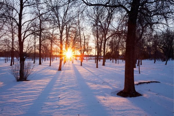 A bright, sunny winter day at Wascana Centre Park with crisp snow and sunbeams shining through bare trees, illustrating winter conditions in Regina.