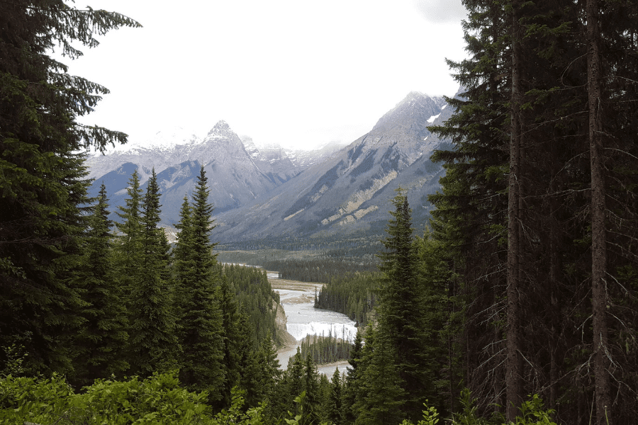 An elevated view of a  river winding through a valley of  pine trees, framed by evergreen branches in the foreground and towering snow-capped mountain peaks under an overcast sky in the background.