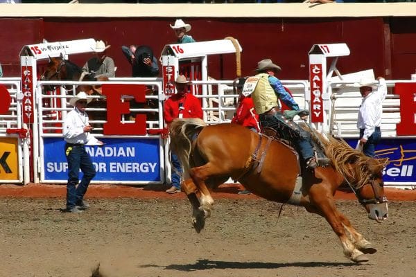A cowboy riding a bucking horse at the world-famous Calgary Stampede rodeo exhibition.
