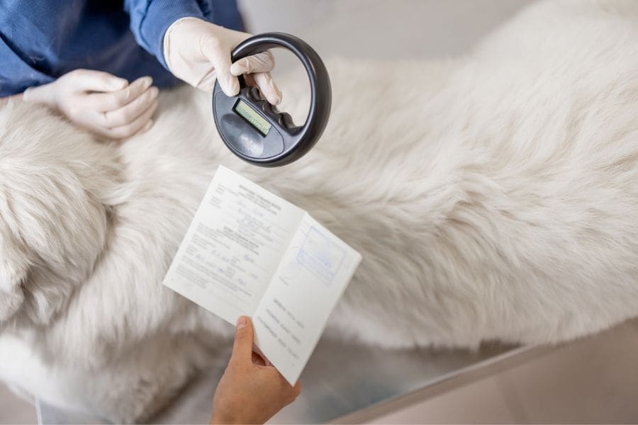 A veterinarian is scanning a large white dog's microchip using a handheld reader. AQCS export certificates are required when moving to Canada with pets.