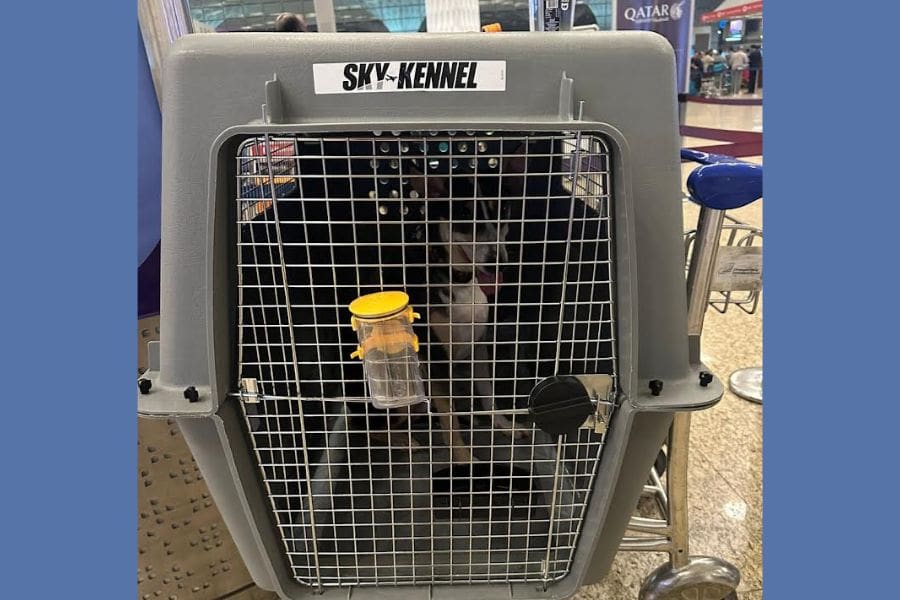 A dog in an IATA travel crate while moving to Canada with pets.