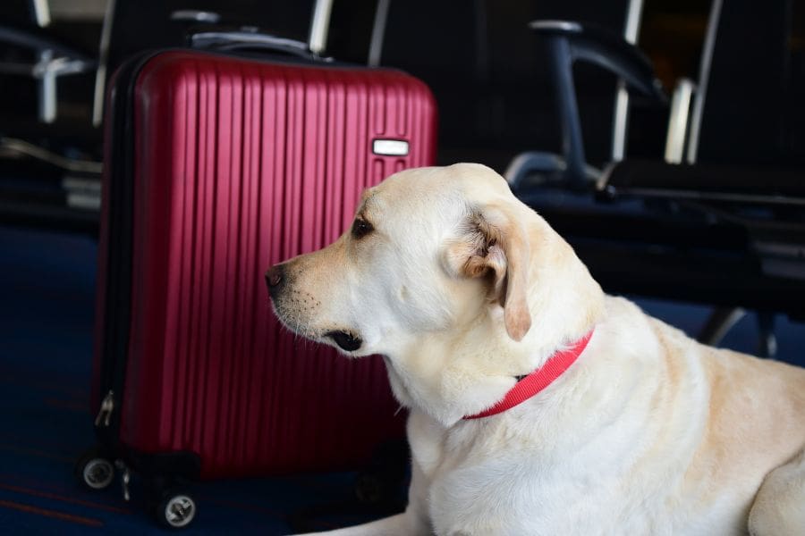 A yellow Labrador Retriever lying on the floor next to a red suitcase at an airport terminal waiting area. Airport check-in process for relocating and moving to Canada with pets.