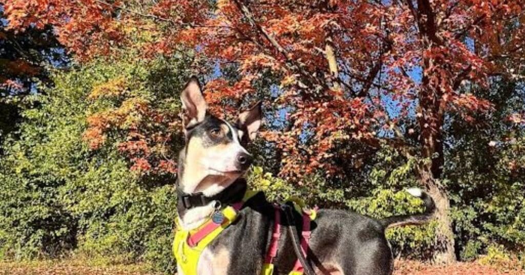 A mixed-breed dog wearing a yellow harness standing in a park covered in red autumn leaves after moving to Canada.