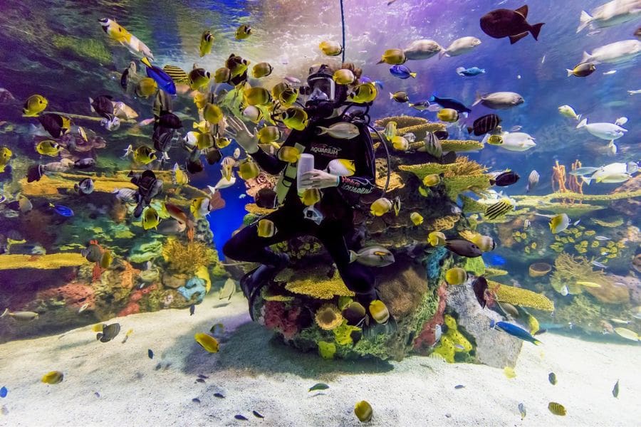 A scuba diver waving from inside a colourful coral reef exhibit surrounded by tropical fish at Ripley's Aquarium, showcasing family-friendly attractions.